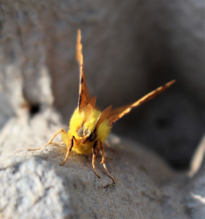 Canary Shouldered Thorn 1